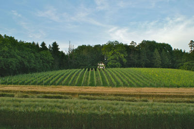 Scenic view of agricultural field against sky