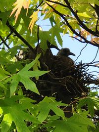 Low angle view of bird perching on tree