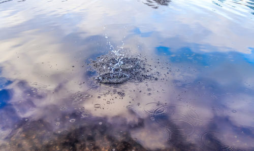 High angle view of birds swimming in sea