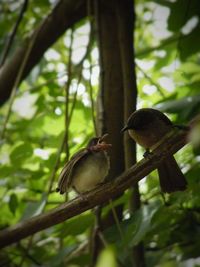 Low angle view of bird perching on tree