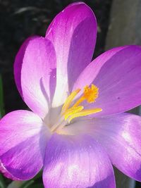 Close-up of purple crocus flower