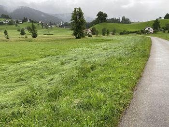 Scenic view of grassy field