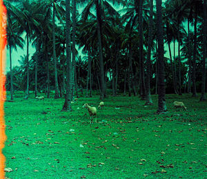 View of a forest