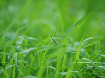 Close-up of insect on grass