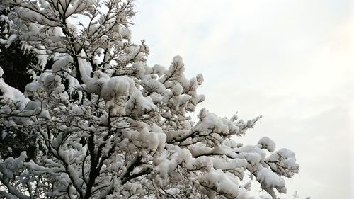 Low angle view of flower tree against sky