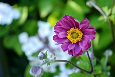 Close-up of yellow flower blooming outdoors