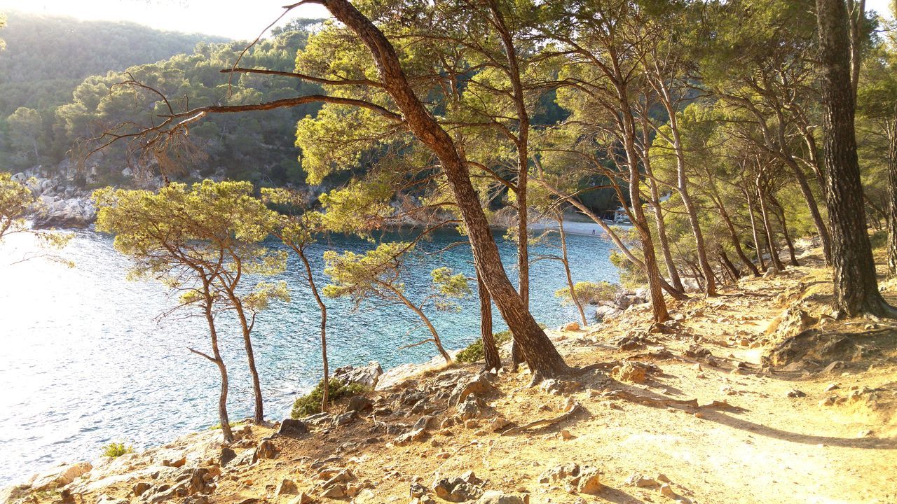 tree, tranquility, tranquil scene, scenics, beauty in nature, nature, water, growth, forest, non-urban scene, lake, mountain, idyllic, landscape, day, reflection, outdoors, river, remote, rock - object