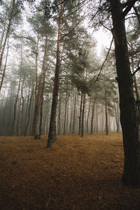 Trees in forest during autumn