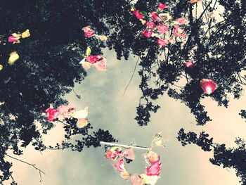 Close-up of flower tree against sky