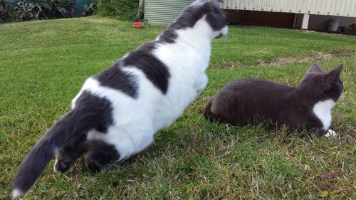 High angle view of cat on field