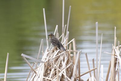 Close-up of bird perching at the  lake