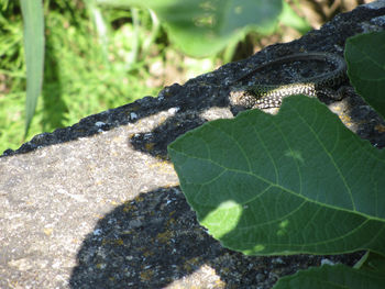 Close-up of insect on leaves