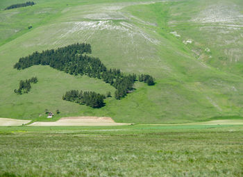 Scenic view of grassy field