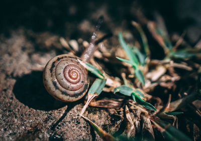 Close-up of snail on land