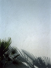 Palm trees against sky