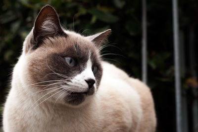 Close-up of a cat looking away