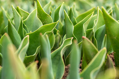 Full frame shot of plant