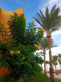 Low angle view of palm trees against sky