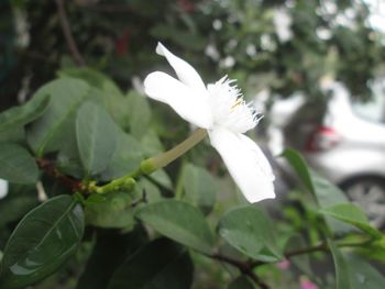 Close-up of white flower blooming outdoors