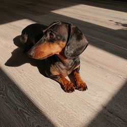 High angle view of dog relaxing on hardwood floor