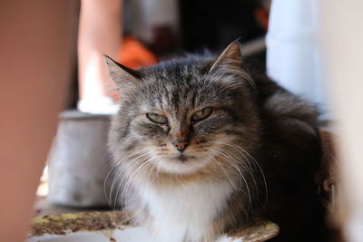 Close-up portrait of a cat