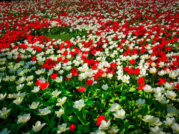 High angle view of red and white flowering plants