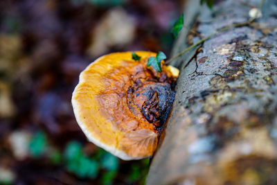 Close-up of mushroom growing on tree trunk