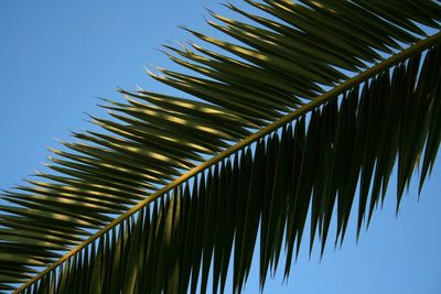 Low angle view of palm trees