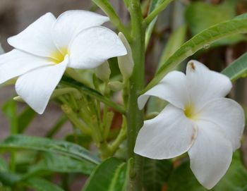 Close-up of white flowers