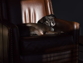 Dog sleeping on sofa