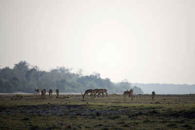 Impalas grazing in a field