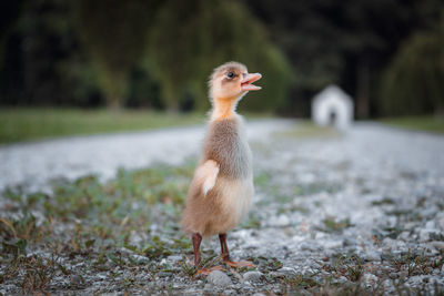 Close-up of duckling on gravel