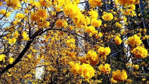 Low angle view of yellow flowers blooming on tree