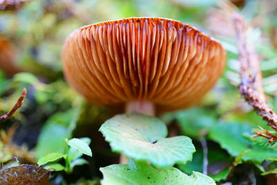 Macro photography of wild fungus from below