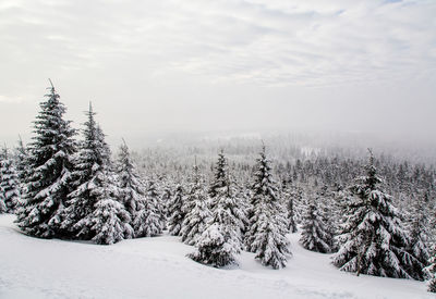 Pine trees on snow covered field against sky