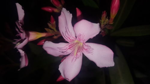 Close-up of flowers