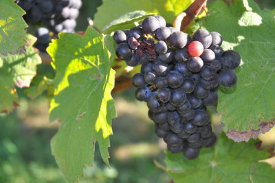 Close-up of grapes growing in vineyard