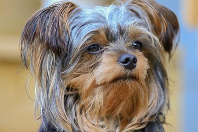 Close-up portrait of a dog