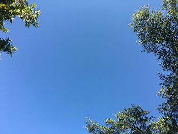 Low angle view of tree against blue sky