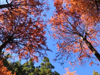 Low angle view of trees against blue sky