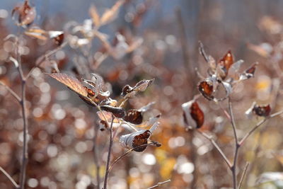 Close-up of wilted plant in forest