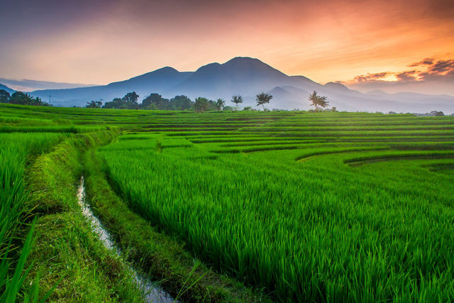 Scenic view of rice field against sky | ID: 168167076