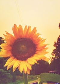 Close-up of sunflower