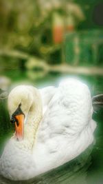 Close-up of swan swimming in water