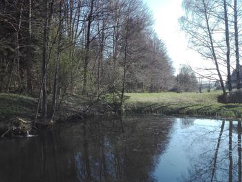 Scenic view of lake in forest against sky