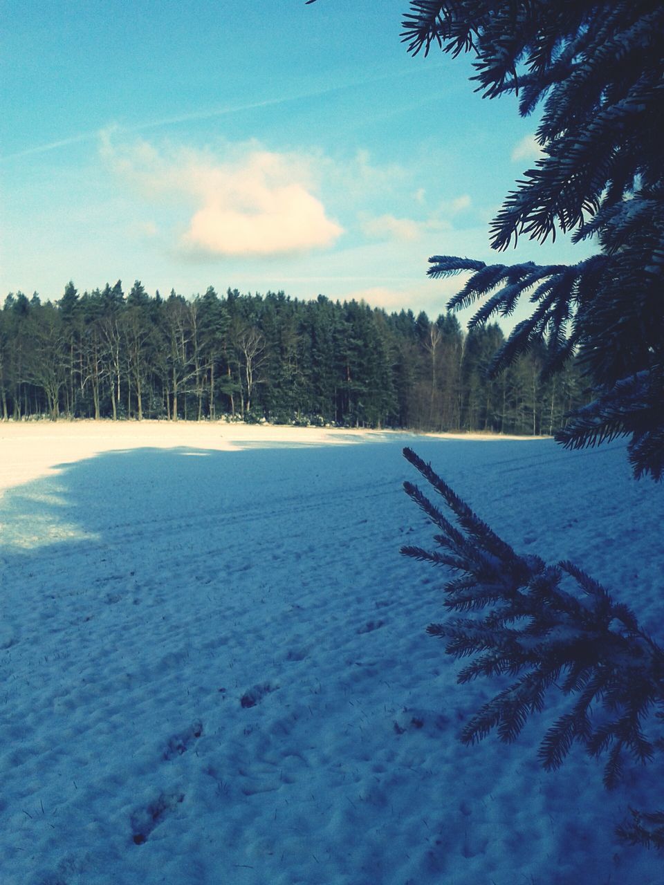 tree, snow, winter, tranquility, cold temperature, tranquil scene, sky, nature, scenics, beauty in nature, landscape, weather, season, cloud - sky, blue, field, non-urban scene, growth, day, covering