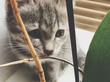 Close-up portrait of a cat