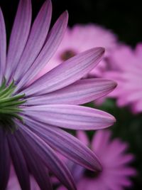 Close-up of pink flower