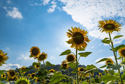 Sunflower field