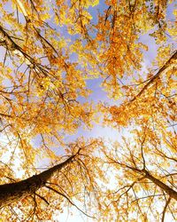 Low angle view of maple tree